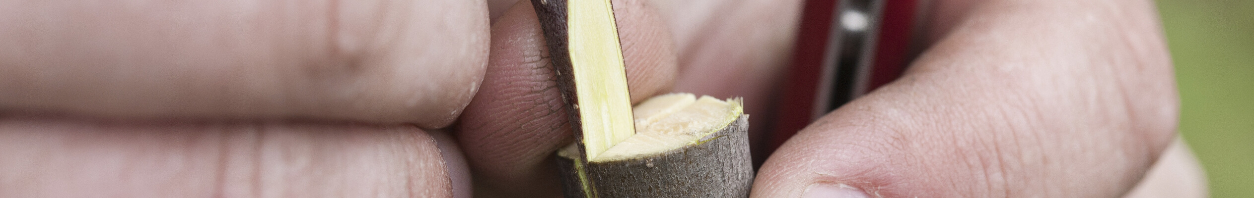 grafting-knife